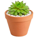 2 inch Sempervivum Emerald Swirl, Colorockz Emerald Swirl, Hens and Chicks Emerald Swirl, Winter-hardy succulent, cold-hardy hens and chicks