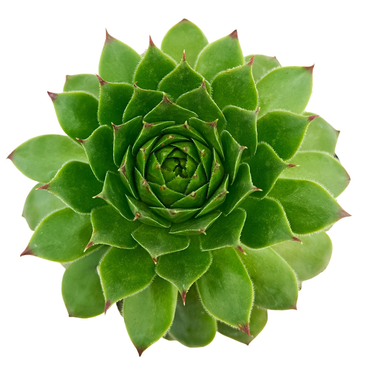 2 inch Sempervivum 'Flammenschwert', Buy succulents online, Succulent plants for sale, Succulent gifts, Growing succulents indoors, Small indoor plants