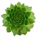 2 inch Sempervivum 'Flammenschwert', Buy succulents online, Succulent plants for sale, Succulent gifts, Growing succulents indoors, Small indoor plants
