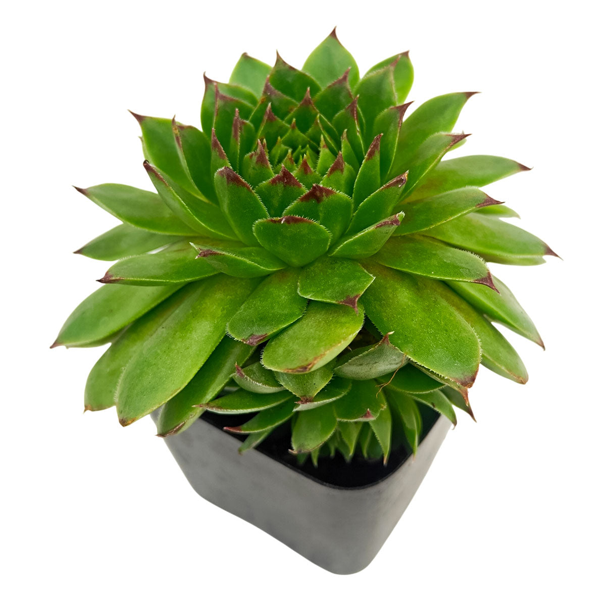 2 inch Sempervivum 'Flammenschwert', Buy succulents online, Succulent plants for sale, Succulent gifts, Growing succulents indoors, Small indoor plants