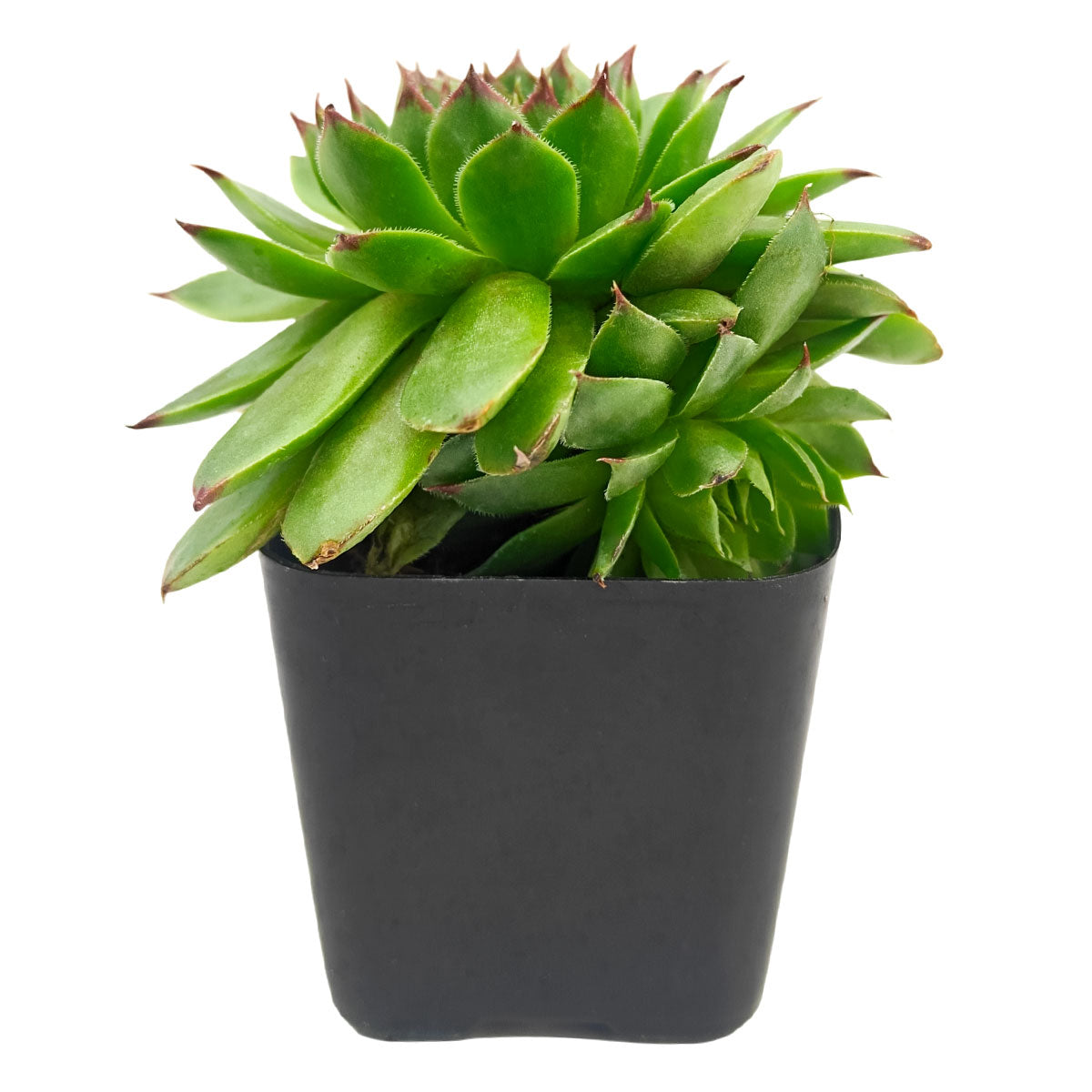 2 inch sempervivum 'flammenschwert' live succulent for sale, in natural bamboo pot, offsets visibly clustering around mother rosette, deep jewel-toned burgundy coloration, extremely low water needs and drought tolerant, architectural statement piece for indoor or outdoor spaces, a rare and treasured gift for any succulent lover