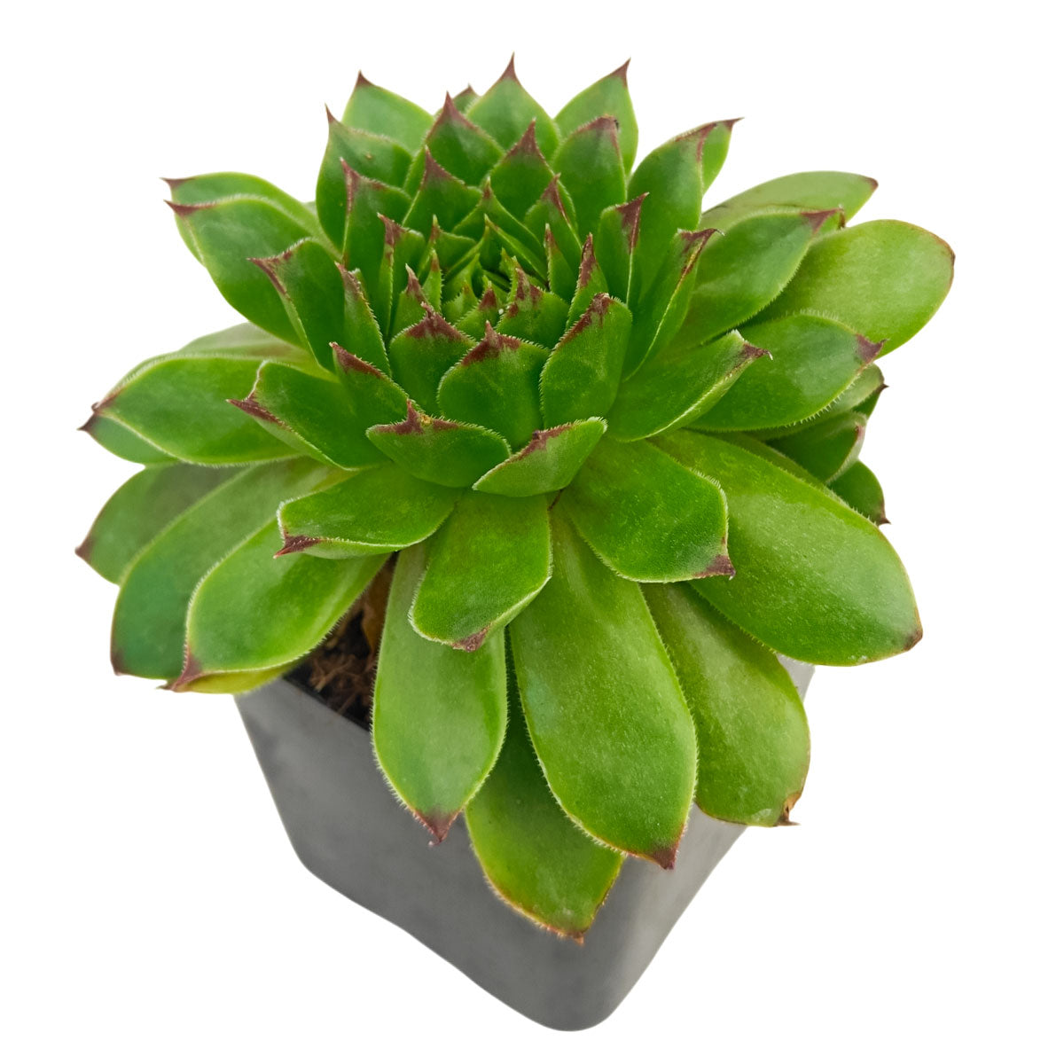 2 inch Sempervivum 'Flammenschwert', Buy succulents online, Succulent plants for sale, Succulent gifts, Growing succulents indoors, Small indoor plants