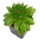 2 inch Sempervivum 'Flammenschwert', Buy succulents online, Succulent plants for sale, Succulent gifts, Growing succulents indoors, Small indoor plants