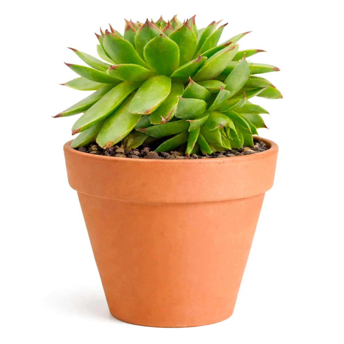 2 inch Sempervivum 'Flammenschwert', Buy succulents online, Succulent plants for sale, Succulent gifts, Growing succulents indoors, Small indoor plants