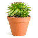 2 inch Sempervivum 'Flammenschwert', Buy succulents online, Succulent plants for sale, Succulent gifts, Growing succulents indoors, Small indoor plants
