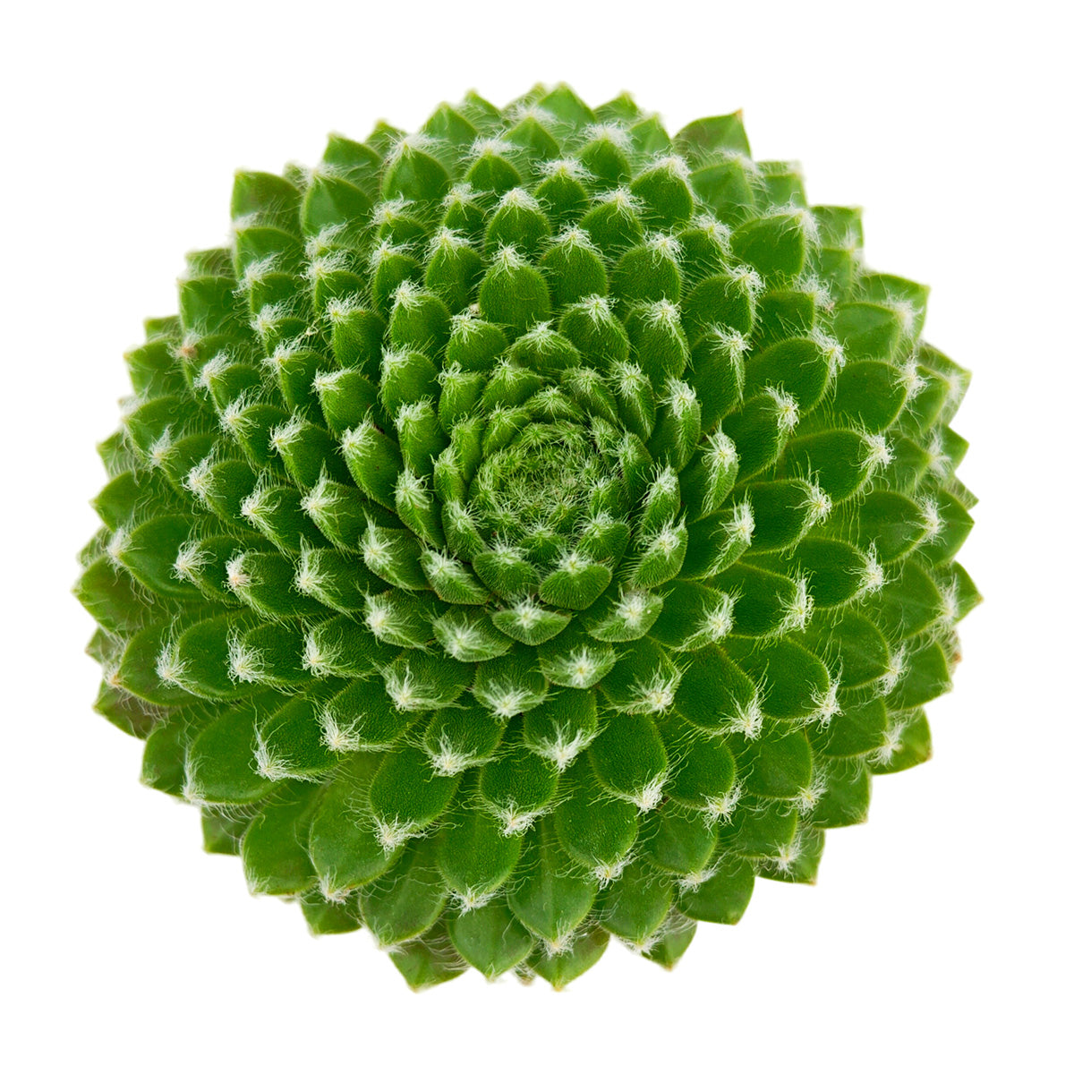 2 inch Sempervivum 'Fuzzy Wuzzy', red succulents, indoor succulents, succulent care guide, buy succulents online