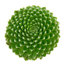 2 inch Sempervivum 'Fuzzy Wuzzy', red succulents, indoor succulents, succulent care guide, buy succulents online