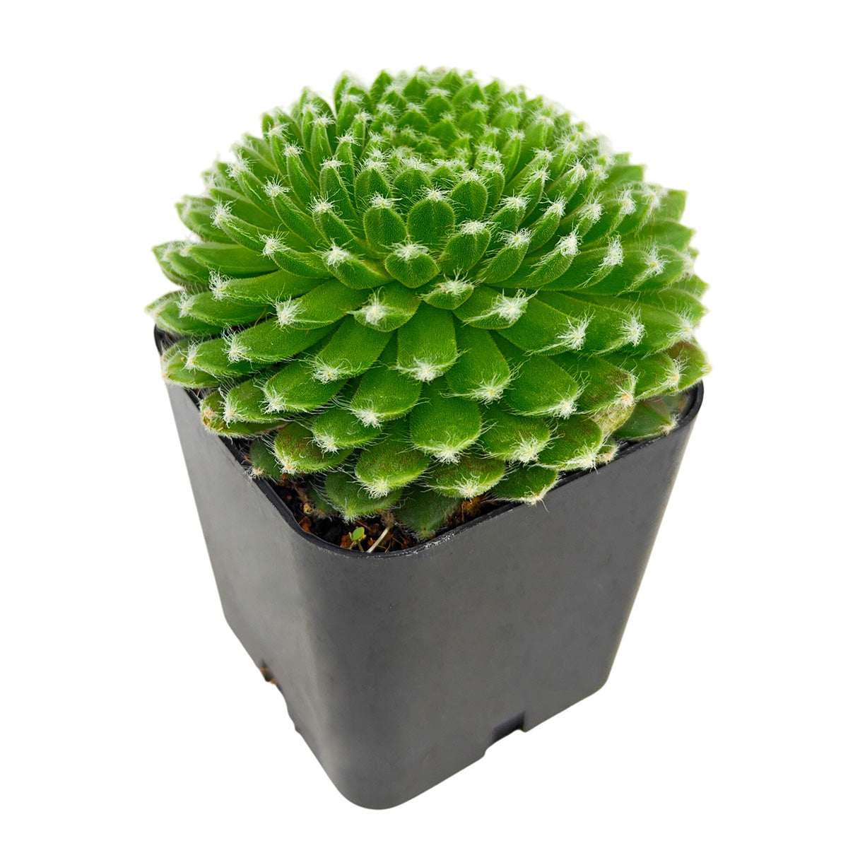 2 inch Sempervivum 'Fuzzy Wuzzy', red succulents, indoor succulents, succulent care guide, buy succulents online