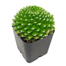 2 inch Sempervivum 'Fuzzy Wuzzy', red succulents, indoor succulents, succulent care guide, buy succulents online