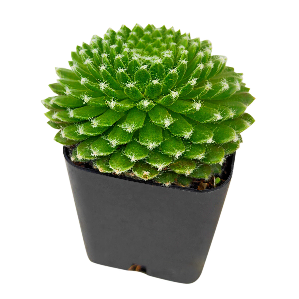 2 inch Sempervivum 'Fuzzy Wuzzy', red succulents, indoor succulents, succulent care guide, buy succulents online