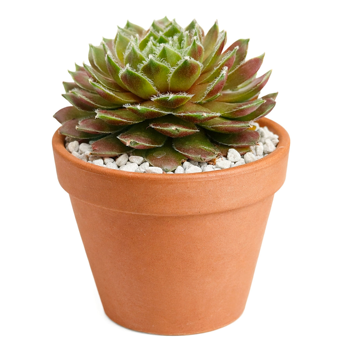 2 inch Sempervivum Gulle Dame, succulent plants, rare succulents, indoor succulents, succulent care guide, buy succulents online