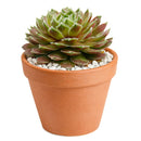 2 inch Sempervivum Gulle Dame, succulent plants, rare succulents, indoor succulents, succulent care guide, buy succulents online