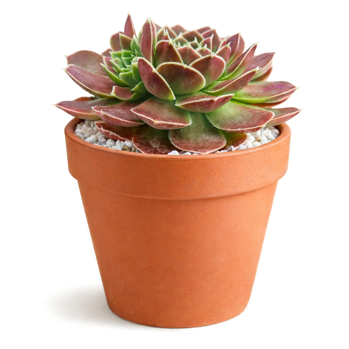 Low maintenance rockery plants, Non-toxic garden succulents, Buy Beacon Hill Sempervivum online, succulent plants, rare succulents, indoor succulents, succulent care guide