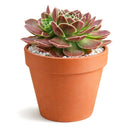 Low maintenance rockery plants, Non-toxic garden succulents, Buy Beacon Hill Sempervivum online, succulent plants, rare succulents, indoor succulents, succulent care guide