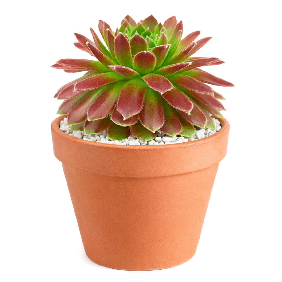 buy 2 inch sempervivum icicle hens and chicks online, hens and chicks icicle variety for rock gardens, sempervivum icicle textured rosette collectors plant