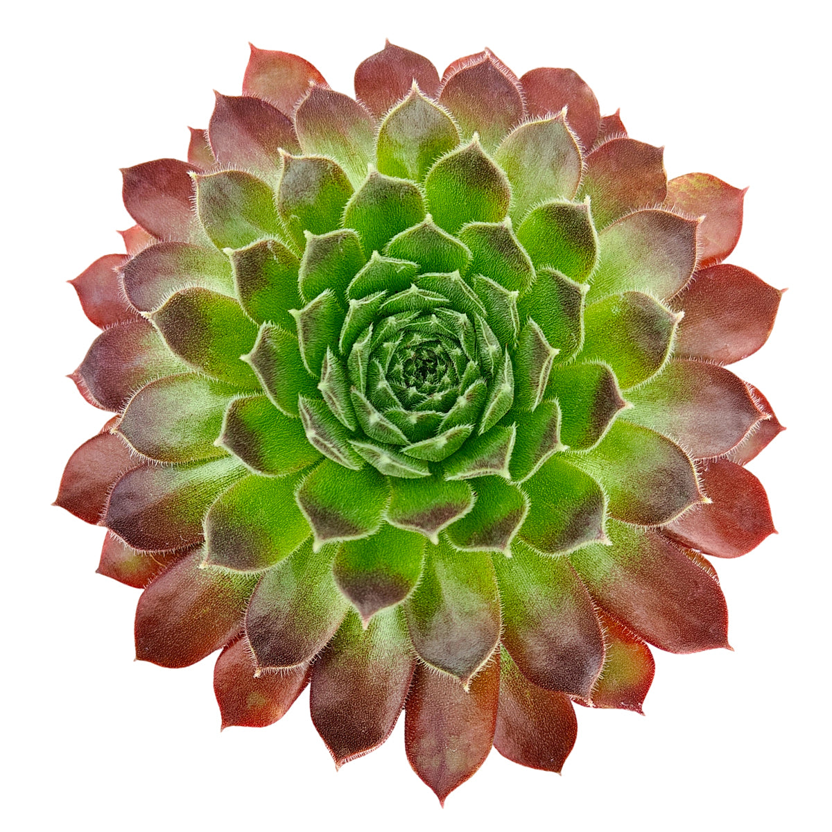 2 inch Sempervivum 'Pacific Trails', pink succulents, indoor succulents, succulent care guide, buy succulents online
