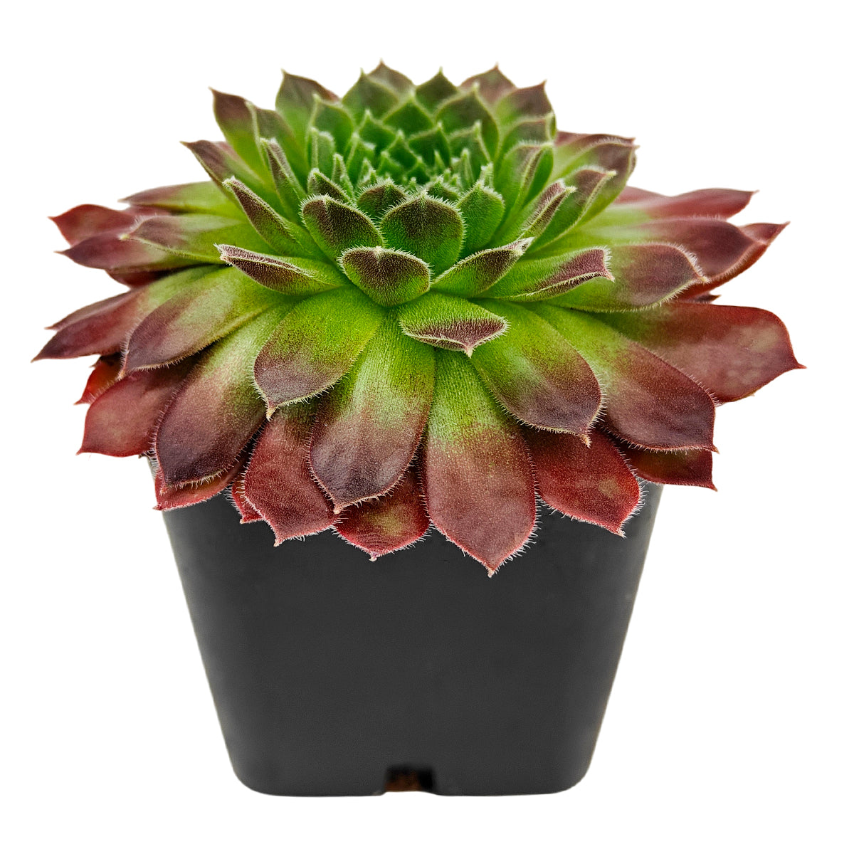 2 inch Sempervivum 'Pacific Trails', pink succulents, indoor succulents, succulent care guide, buy succulents online
