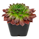 2 inch Sempervivum 'Pacific Trails', pink succulents, indoor succulents, succulent care guide, buy succulents online