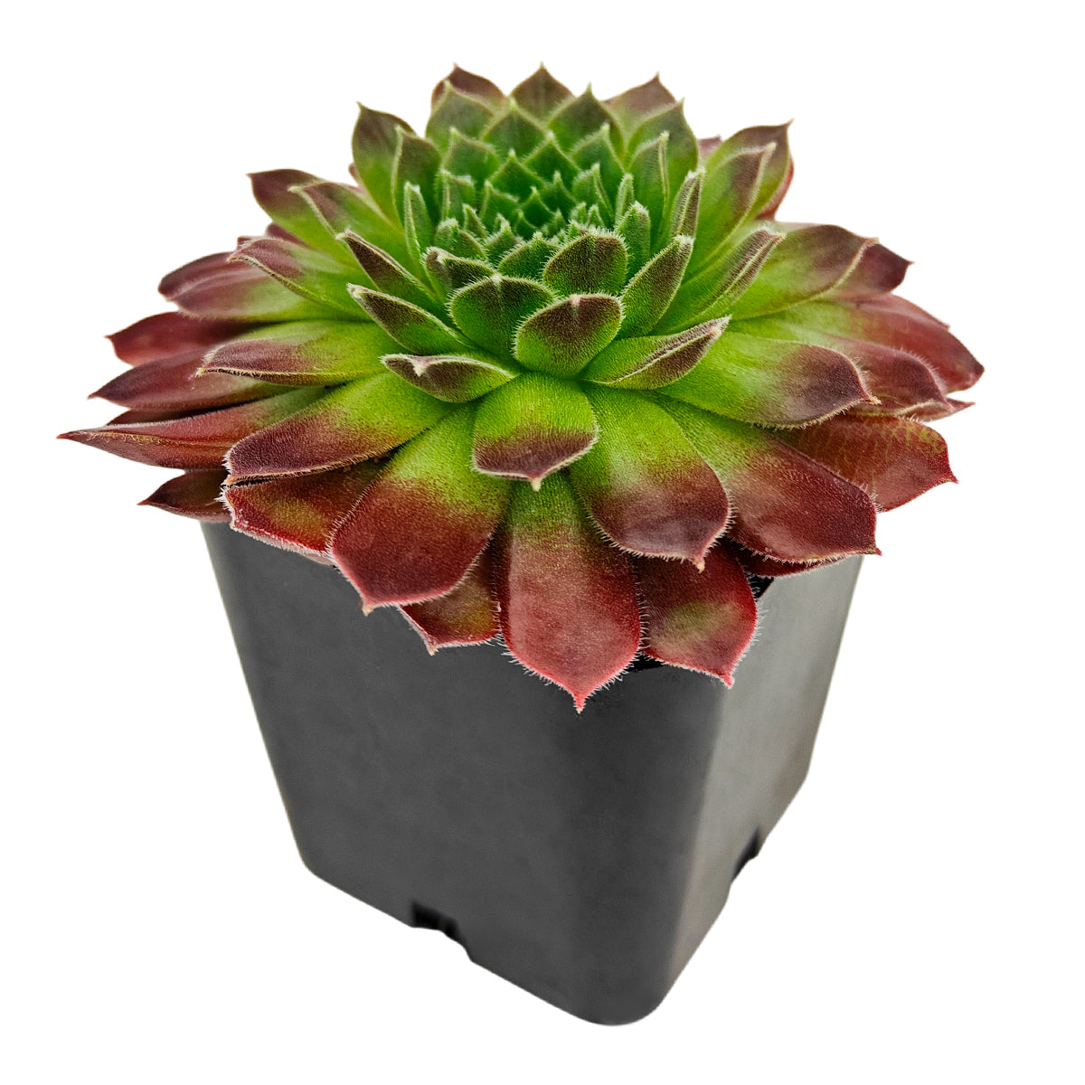 2 inch Sempervivum 'Pacific Trails', pink succulents, indoor succulents, succulent care guide, buy succulents online