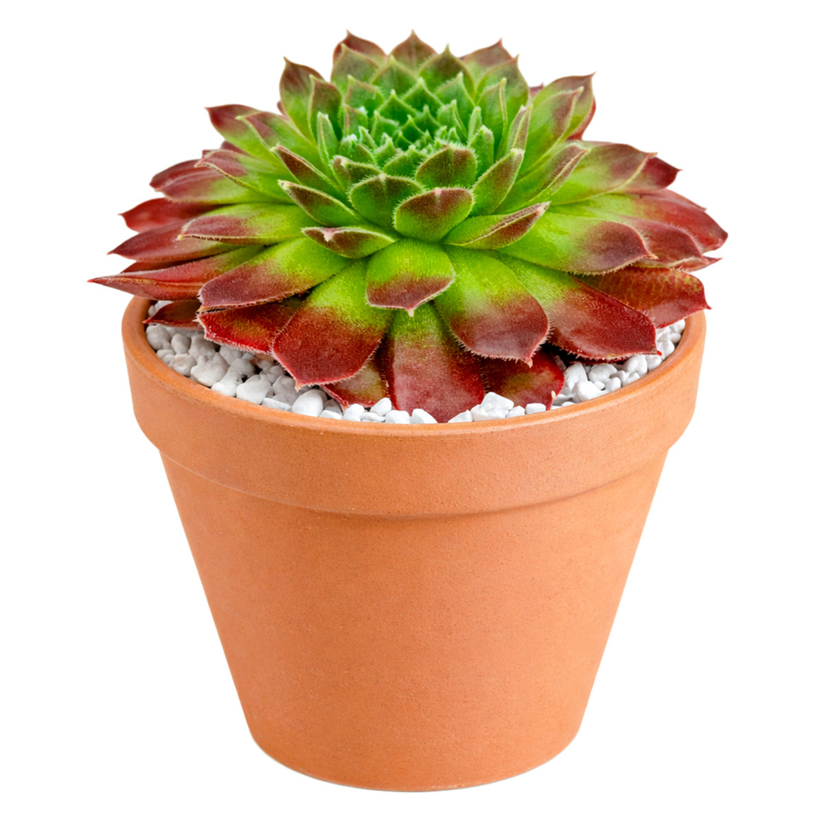 trail succulent Sempervivum Pacific Trails