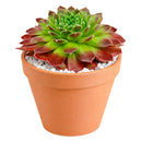 buy 2 inch sempervivum pacific trails hens and chicks online, sempervivum pacific trails colorful rosette succulent, low maintenance sempervivum for sunny gardens
