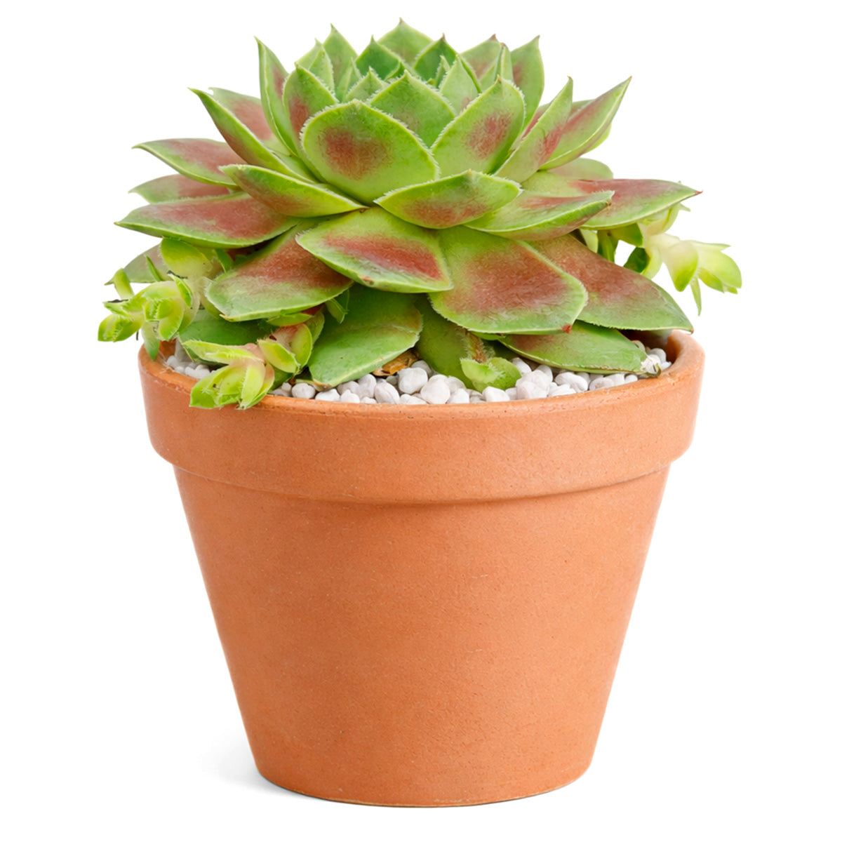 buy Sempervivum Red West 2 inch live plant online, red green rosette succulent, alpine succulent for rock garden, succulent ground cover plant, colorful sempervivum variety