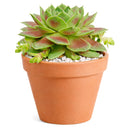 buy Sempervivum Red West 2 inch live plant online, red green rosette succulent, alpine succulent for rock garden, succulent ground cover plant, colorful sempervivum variety