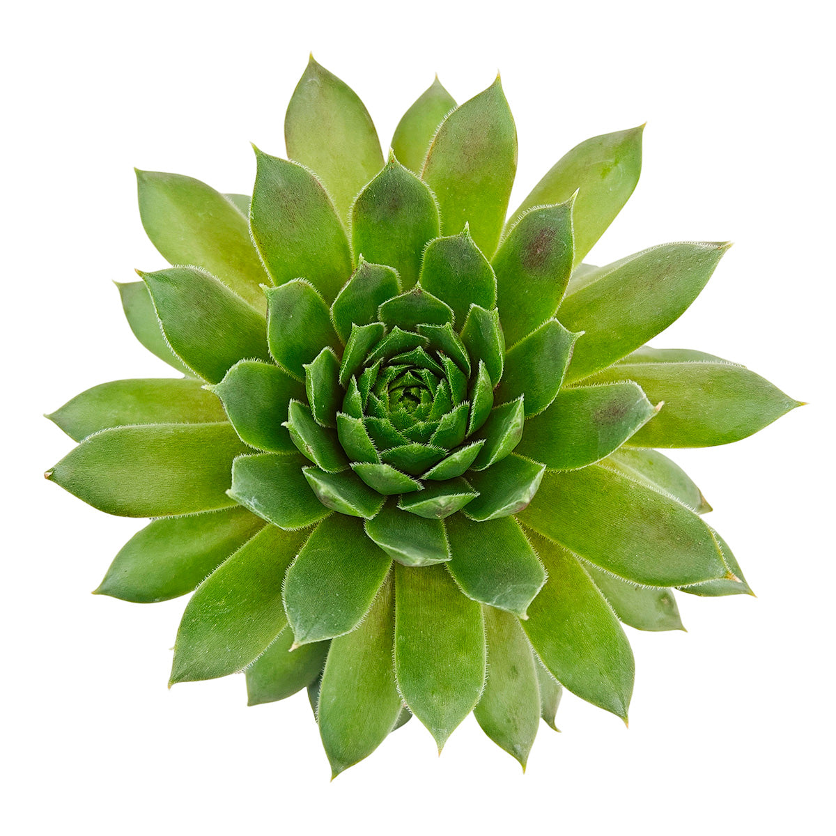 Sempervivum 'Red Wings succulent for sale online, green succulent, succulent gift ideas