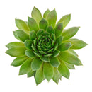 Sempervivum 'Red Wings succulent for sale online, green succulent, succulent gift ideas