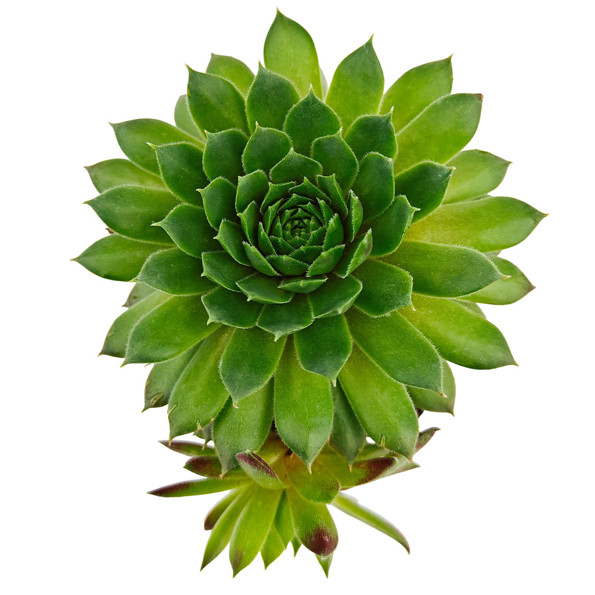 Sempervivum 'Red Wings succulent for sale online, green succulent, succulent gift ideas