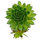 Sempervivum 'Red Wings succulent for sale online, green succulent, succulent gift ideas
