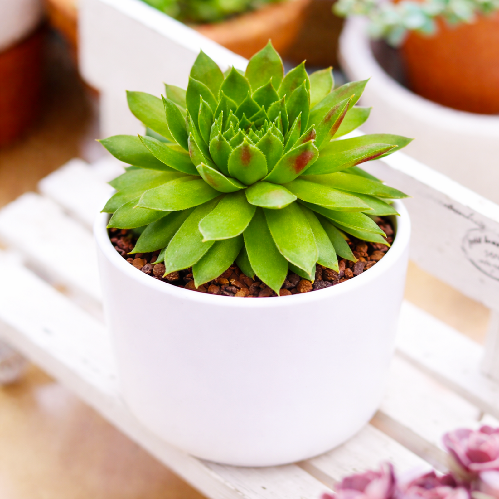 Sempervivum 'Red Wings succulent for sale online, green succulent, succulent gift ideas