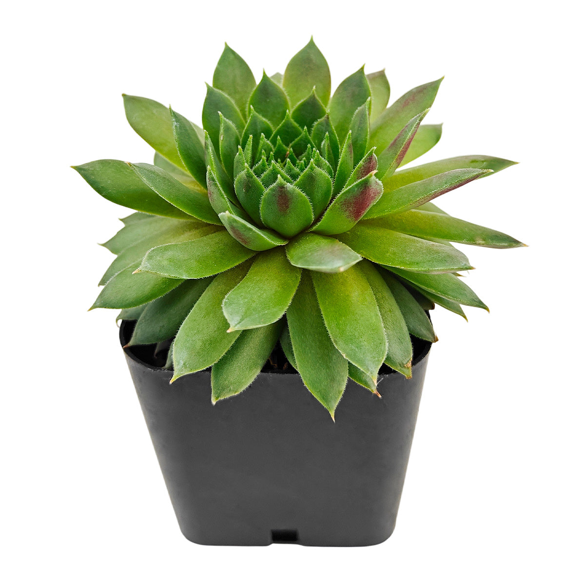 Sempervivum 'Red Wings succulent for sale online, green succulent, succulent gift ideas