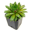 Sempervivum 'Red Wings succulent for sale online, green succulent, succulent gift ideas