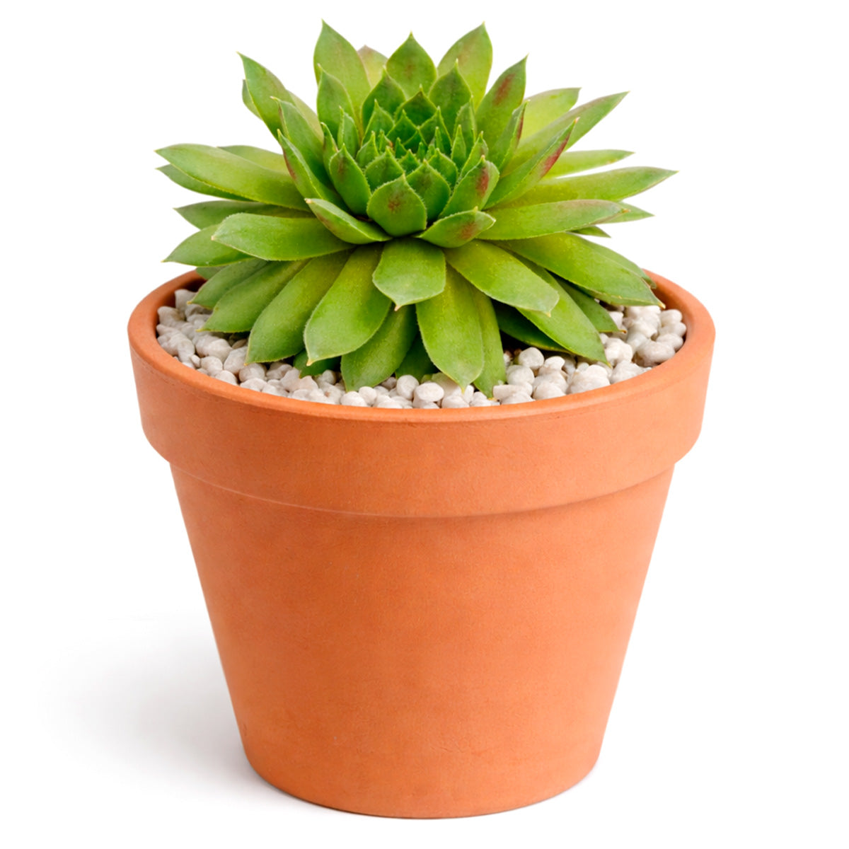 Sempervivum 'Red Wings succulent for sale online, green succulent, succulent gift ideas