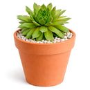 Sempervivum 'Red Wings succulent for sale online, green succulent, succulent gift ideas