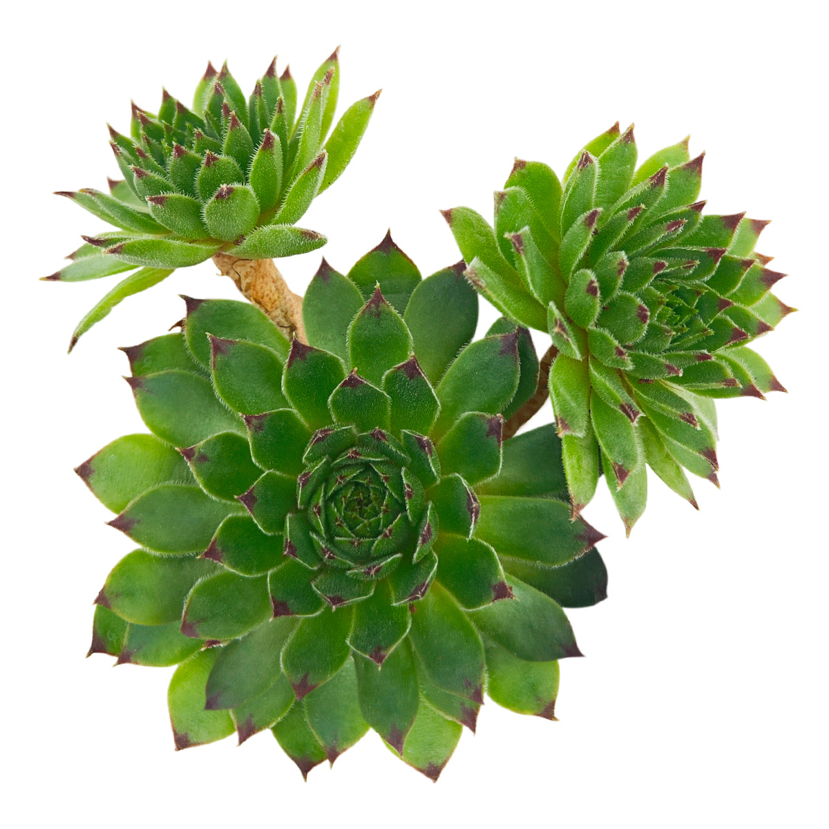 2 inch Sempervivum 'Reinhardt', Buy succulents online, Succulent plants for sale, Succulent gifts, Growing succulents indoors, Small indoor plants
