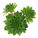 2 inch Sempervivum 'Reinhardt', Buy succulents online, Succulent plants for sale, Succulent gifts, Growing succulents indoors, Small indoor plants