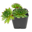 2 inch Sempervivum 'Reinhardt', Buy succulents online, Succulent plants for sale, Succulent gifts, Growing succulents indoors, Small indoor plants