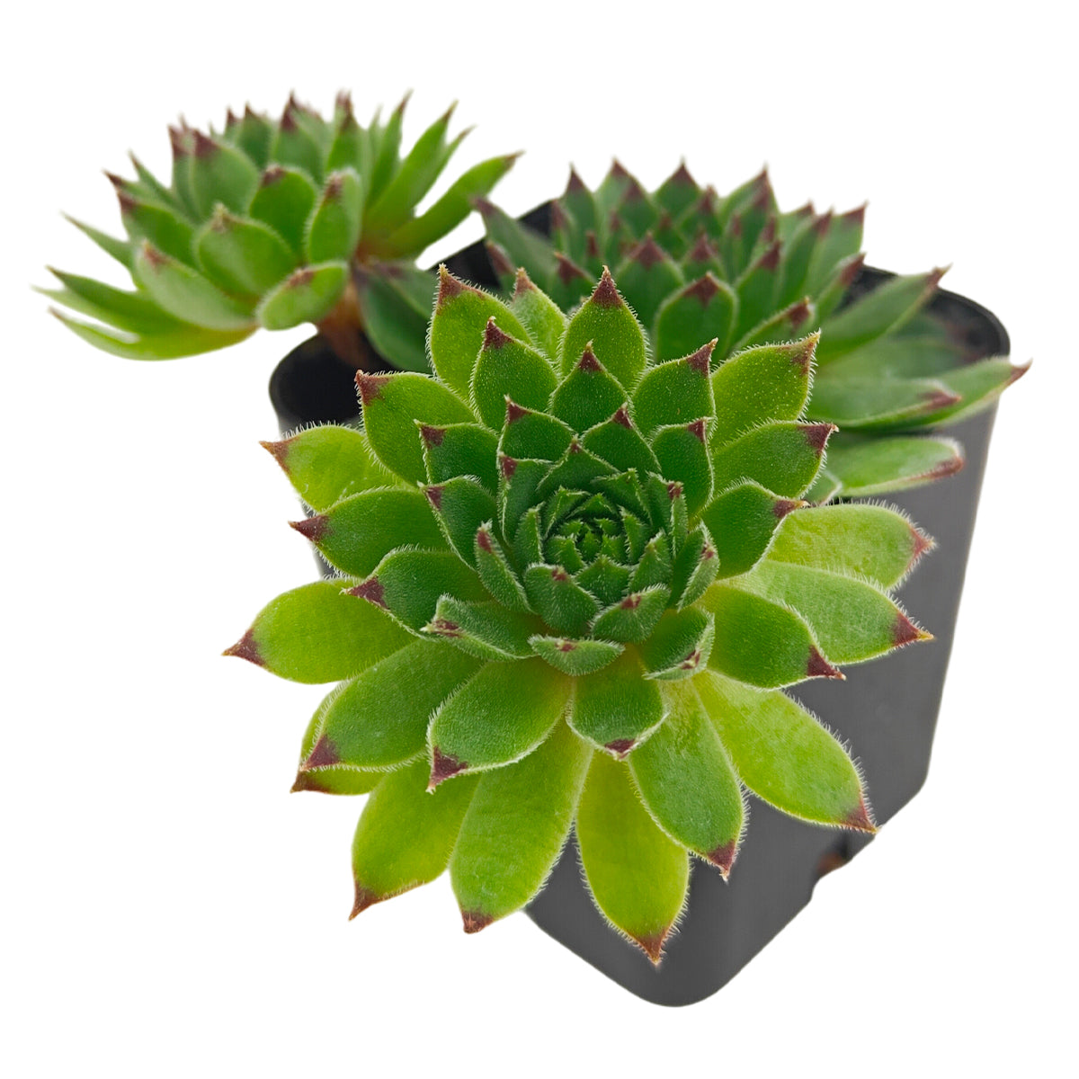 2 inch Sempervivum 'Reinhardt', Buy succulents online, Succulent plants for sale, Succulent gifts, Growing succulents indoors, Small indoor plants