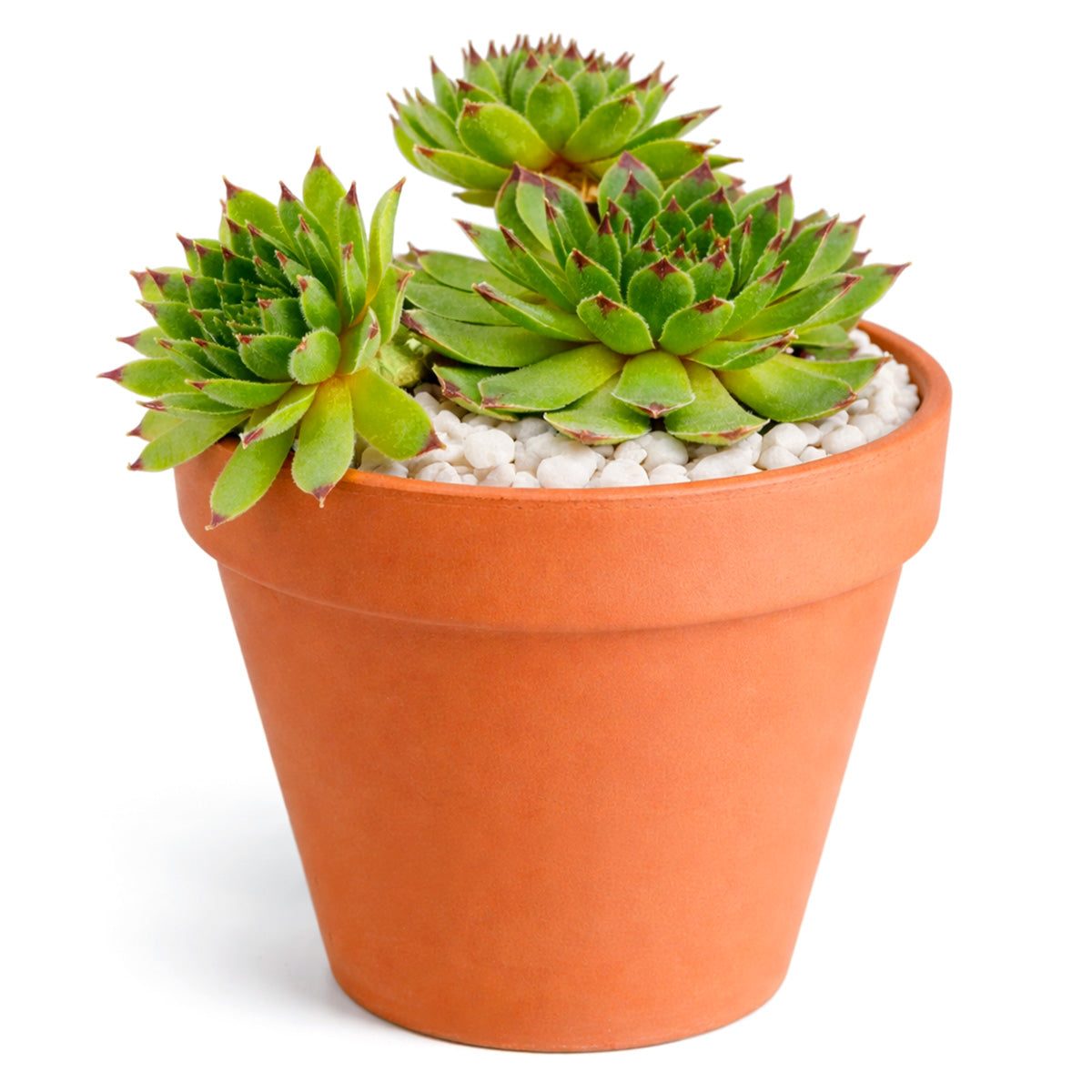 2 inch Sempervivum 'Reinhardt', Buy succulents online, Succulent plants for sale, Succulent gifts, Growing succulents indoors, Small indoor plants