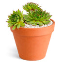 2 inch Sempervivum 'Reinhardt', Buy succulents online, Succulent plants for sale, Succulent gifts, Growing succulents indoors, Small indoor plants