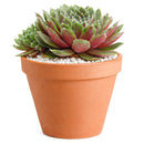 Sempervivum Sea Foam in California, How to grow Sempervivum Sea Foam, rare succulents, rare succulents for sale, unique succulents