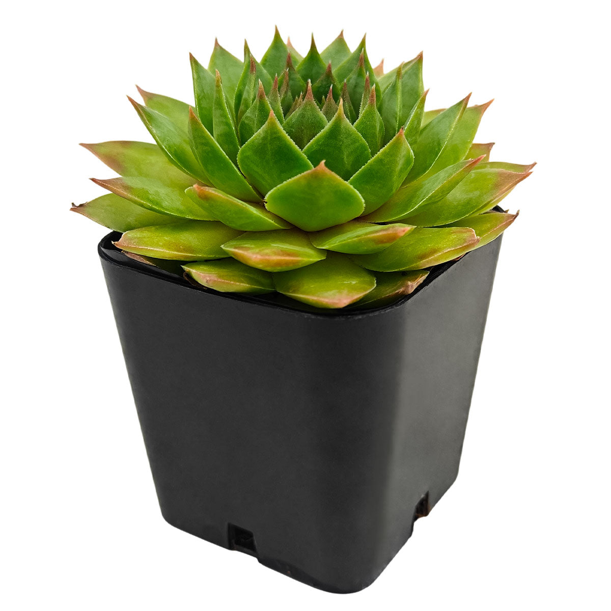 succulent king Sempervivum 'Silver King'