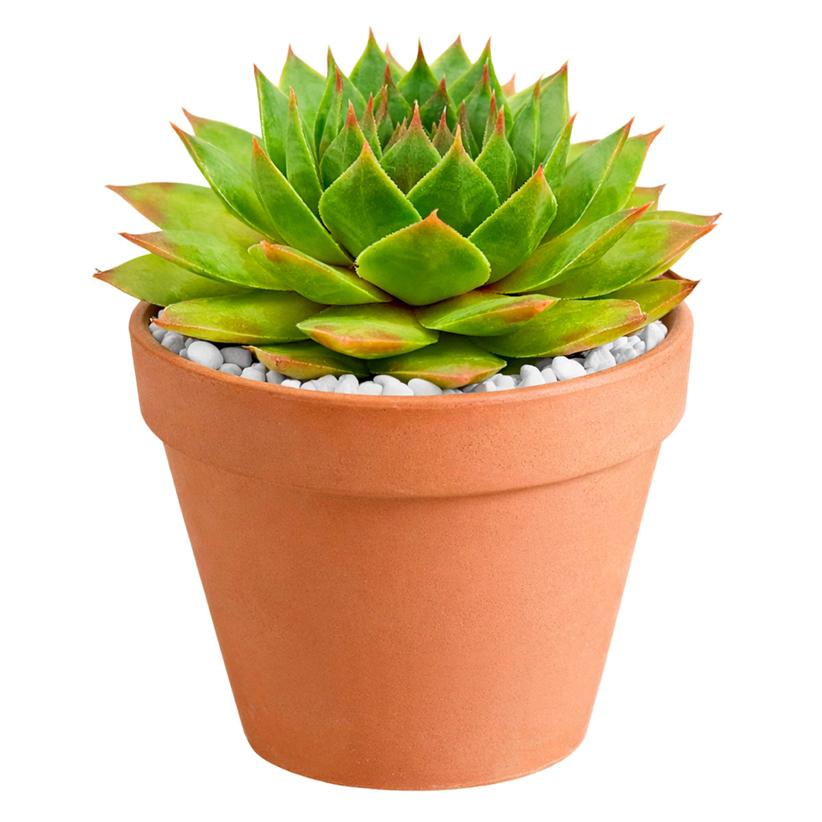 2 inch Sempervivum Silver King, Buy succulents online, Succulent plants for sale, Succulent gifts, Growing succulents indoors, Small indoor plants