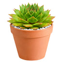 2 inch Sempervivum Silver King, Buy succulents online, Succulent plants for sale, Succulent gifts, Growing succulents indoors, Small indoor plants