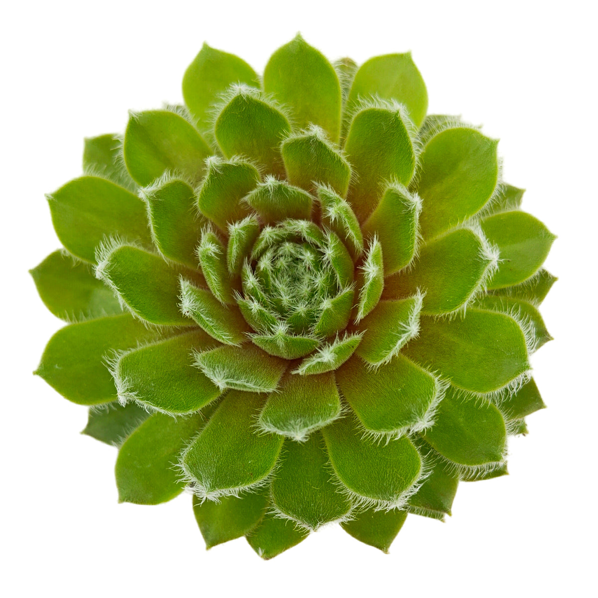 highland succulents Sempervivum Highland Mist