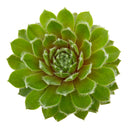 2 inch Sempervivum 'Highland Mist', Buy succulents online, Succulent plants for sale, Succulent gifts, Growing succulents indoors, Small indoor plants