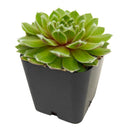 2 inch Sempervivum 'Highland Mist', Buy succulents online, Succulent plants for sale, Succulent gifts, Growing succulents indoors, Small indoor plants
