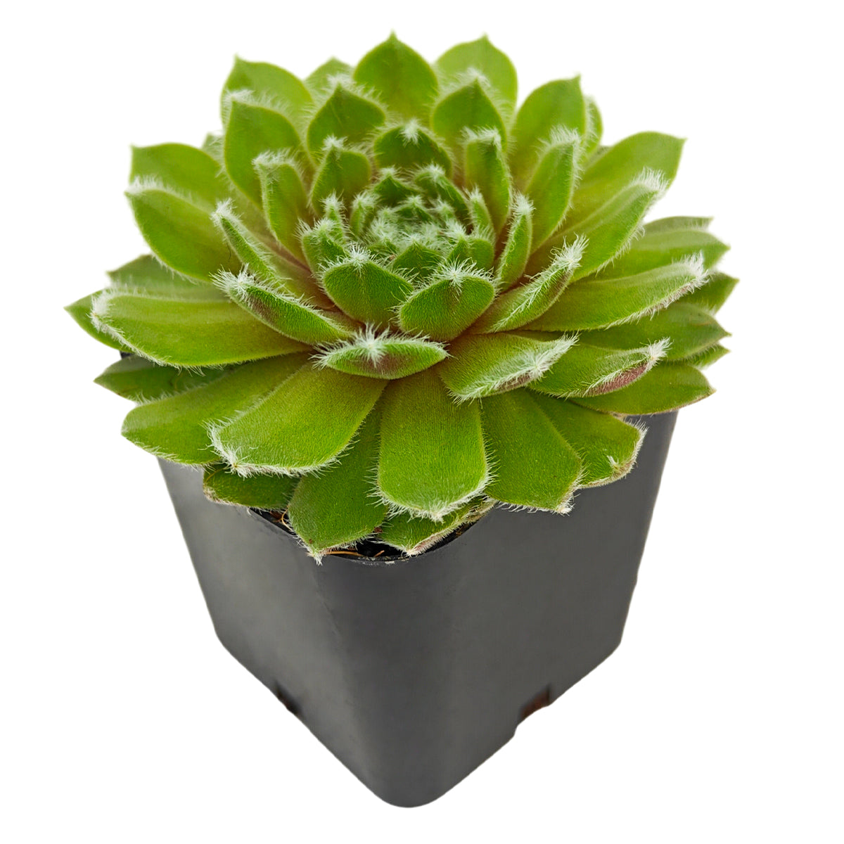 is it ok to mist succulents Sempervivum 'Highland Mist'